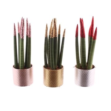 Sansevieria VELVET TOUCHZ&#174; ECO GLITTERZ&#174; mix in Dots keramiek kerst