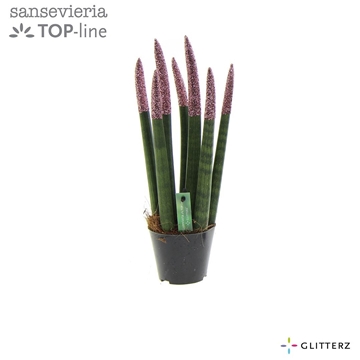 Sansevieria VELVET TOUCHZ&#174; ECO GLITTERZ&#174; Rose