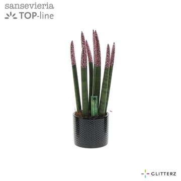 Sansevieria VELVET TOUCHZ&#174; ECO GLITTERZ&#174; Rose in Dots zwart keramiek