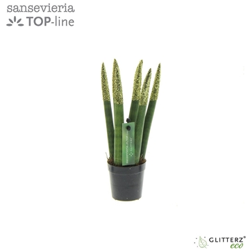 Sansevieria VELVET TOUCHZ&#174; ECO GLITTERZ&#174; Goud