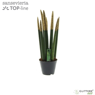 Sansevieria VELVET TOUCHZ&#174; ECO GLITTERZ&#174; Koper P8,5