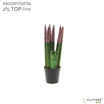 Sansevieria VELVET TOUCHZ&#174; ECO GLITTERZ&#174; Rose