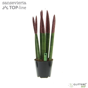 Sansevieria VELVET TOUCHZ&#174; ECO GLITTERZ&#174; Rose