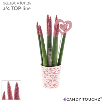 Sansevieria Candy Touchz Sweetdip Red in paper cup met bijsteker
