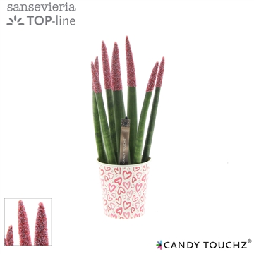 Sansevieria Candy Touchz Sweetdip Red in paper cup