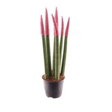 Sansevieria Candy TOUCHZ&#174; Sweetdip Red