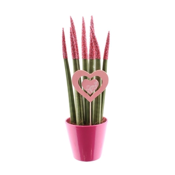 Sansevieria Candy TOUCHZ&#174; Sweetdip Red in R&#39;dam keramiek met hart steker