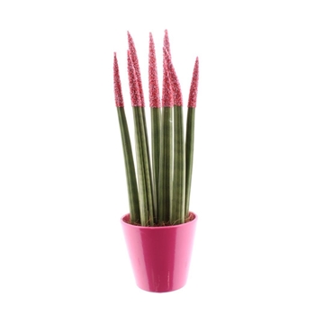 Sansevieria Candy TOUCHZ&#174; Sweetdip Red in R&#39;dam keramiek