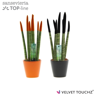 Sansevieria VELVET TOUCHZ&#174; Halloween mix In keramiek R&#39;dam