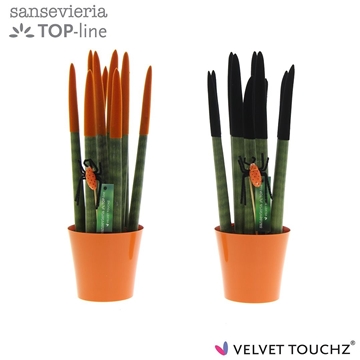 Sansevieria VELVET TOUCHZ&#174; Halloween mix met ompot en spinsteker