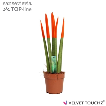 Sansevieria VELVET TOUCHZ&#174; Oranje