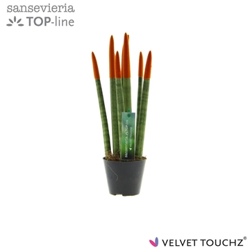 Sansevieria VELVET TOUCHZ&#174; Oranje