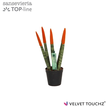 Sansevieria VELVET TOUCHZ&#174; Oranje