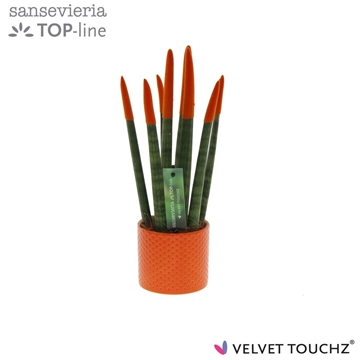 Sansevieria VELVET TOUCHZ&#174; oranje met dots keramiek