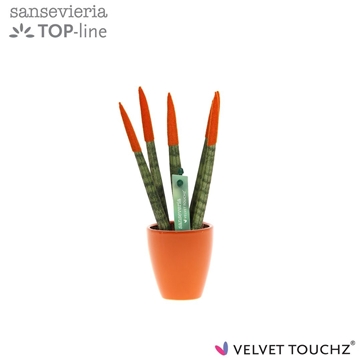Sansevieria VELVET TOUCHZ&#174; Oranje in keramiek Osaka