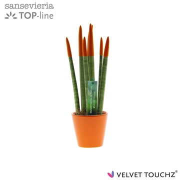 Sansevieria VELVET TOUCHZ&#174; Oranje In keramiek R&#39;dam