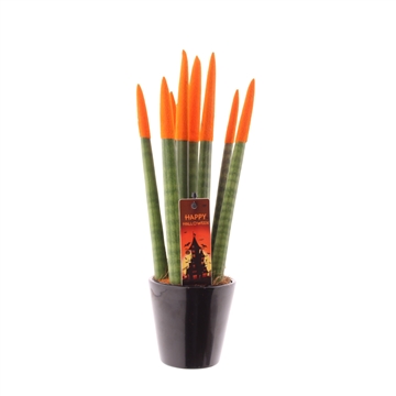Sansevieria VELVET TOUCHZ&#174; Halloween Oranje met zwart R&#39;dam keramiek en steker