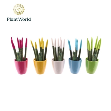 Sansevieria VELVET TOUCHZ&#174; Colourfull Easter mix in keramiek Osaka
