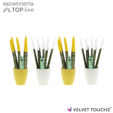 Sansevieria VELVET TOUCHZ&#174; Classic Easter mix in keramiek Osaka