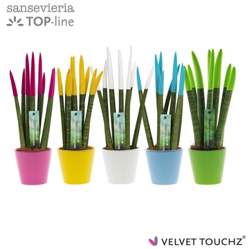 Sansevieria VELVET TOUCHZ&#174; Colourfull Easter In keramiek R&#39;dam