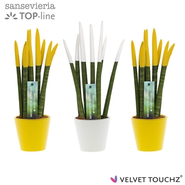 Sansevieria VELVET TOUCHZ&#174; Classic Easter mix In keramiek R&#39;dam