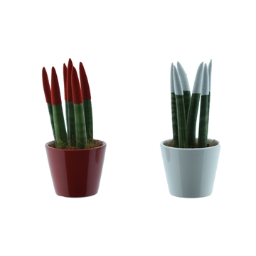 Sansevieria VELVET TOUCHZ&#174; Wit en rood in keramiek Rotterdam