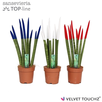 Sansevieria VELVET TOUCHZ&#174; Frankrijk/Nederland