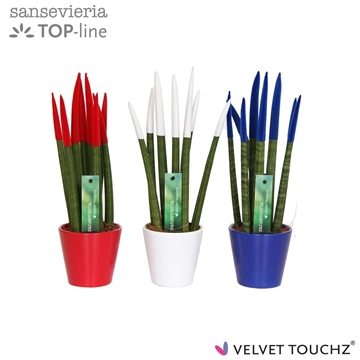 Sansevieria VELVET TOUCHZ&#174; Frankrijk/Nederland In keramiek R&#39;dam