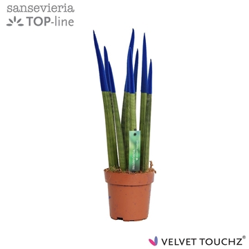 Sansevieria VELVET TOUCHZ&#174; Blauw