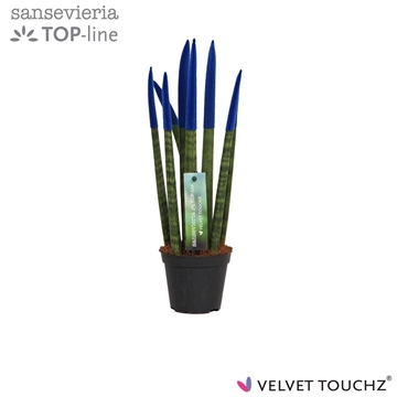 Sansevieria VELVET TOUCHZ&#174; Blauw