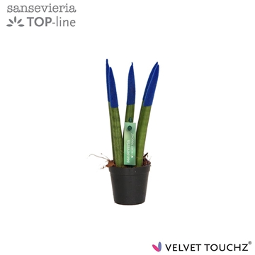 Sansevieria VELVET TOUCHZ&#174; Blauw