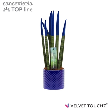 Sansevieria VELVET TOUCHZ&#174; Blauw met dots keramiek