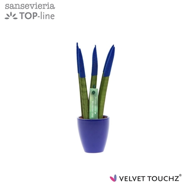 Sansevieria VELVET TOUCHZ&#174; Blauw in keramiek Osaka