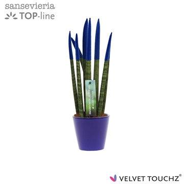 Sansevieria VELVET TOUCHZ&#174; Blauw In keramiek R&#39;dam