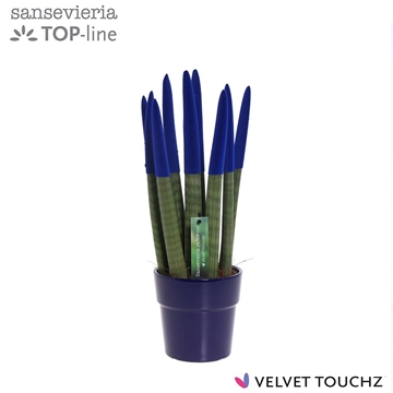 Sansevieria VELVET TOUCHZ&#174; Blauw in keramiek Edel