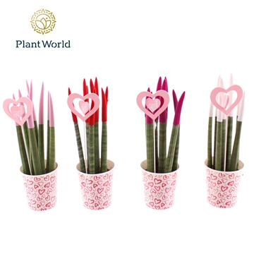 Sansevieria VELVET TOUCHZ&#174; Tainted Love Papercup en Love Bijsteker