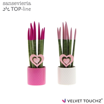 Sansevieria VELVET TOUCHZ&#174; Love Mix in keramiek met hart steker