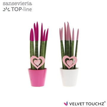 Sansevieria VELVET TOUCHZ&#174; Love Mix in keramiek met hart steker