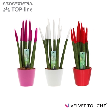 Sansevieria VELVET TOUCHZ&#174; Tainted Love In keramiek R&#39;dam