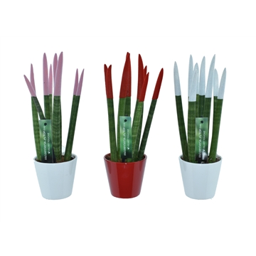 Sansevieria VELVET TOUCHZ&#174; Women mix In keramiek R&#39;dam