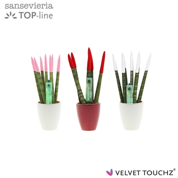 Sansevieria VELVET TOUCHZ&#174; Mix Woman in keramiek Osaka