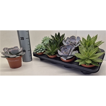 Echeveria Mix