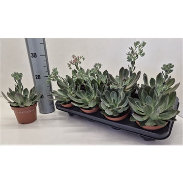 Echeveria Blue Prince