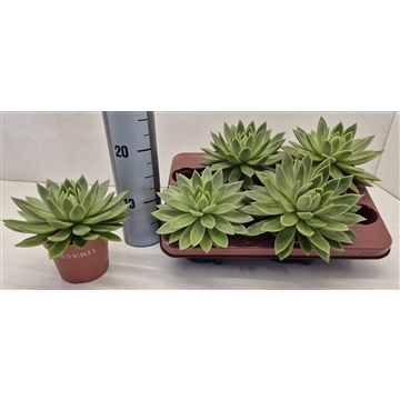 Echeveria Agavoides