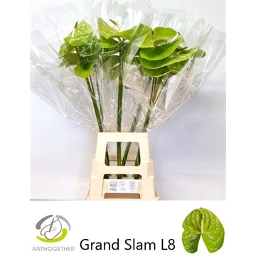 ANTH A GRAND SLAM 20 XXl