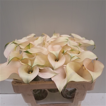Zantedeschia Ventura 50