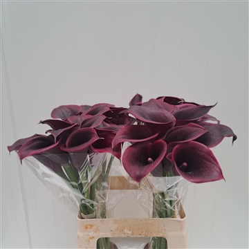 Zantedeschia Palermo 60