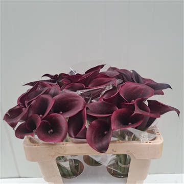 Zantedeschia Palermo 50
