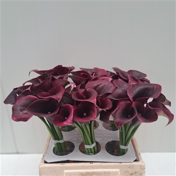 Zantedeschia Palermo 40
