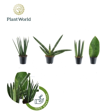 Sansevieria mix Karakum P5,5